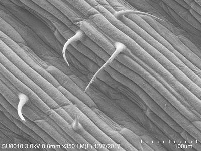 固定樣本SEM（脫水干燥噴金拍照）