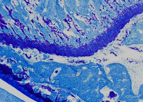 未脫鈣骨甲苯胺藍染色