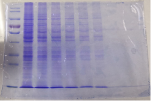 蛋白抽提（核漿蛋白分開）